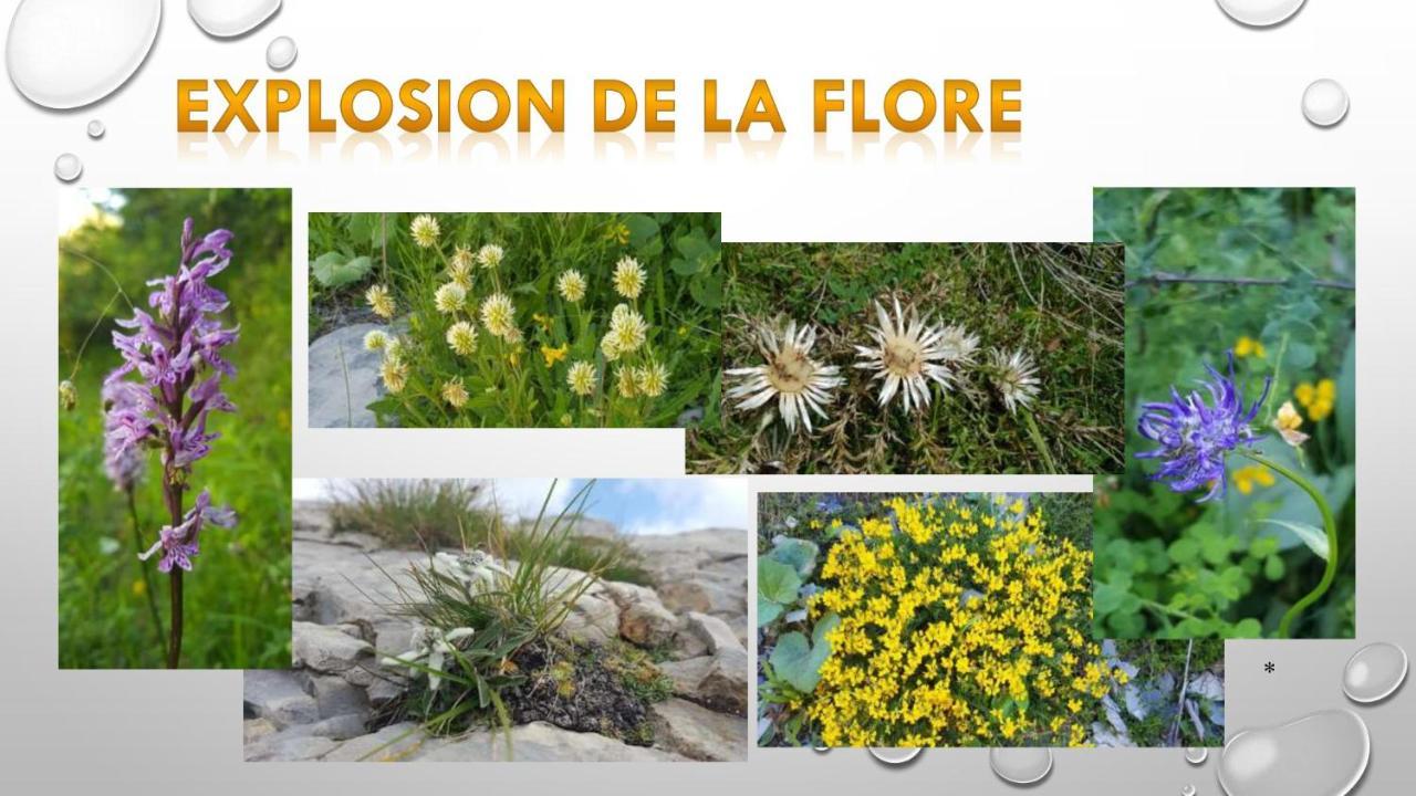 Bed and Breakfast Les Blanches Provencales Selonnet Exterior foto